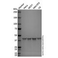 Goat Anti-Rabbit IgG H&L (Alkaline Phosphatase)