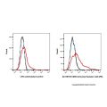 CD80 Armenian Hamster mAb (PE)