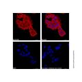 Goat Anti-Mouse IgG H&L (AF594)