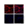 Goat Anti-Rabbit IgG H&L (AF594)