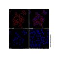 Goat Anti-Human IgG (AF594)
