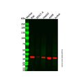 TIM 3 Mouse mAb