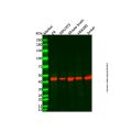 p38 alpha Mouse mAb