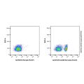 Rat IgG (PerCP)
