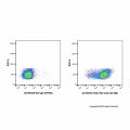 CD44 Rat mAb (AF488)