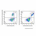 TIM4 Rat mAb (APC)