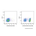CD45R Rat mAb (AF488)