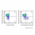 EpCAM/CD326 Rat mAb (AF488)