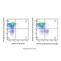 EpCAM/CD326 Rat mAb (AF594)