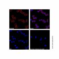 Goat Anti-Rabbit IgG H&L (Cy3)