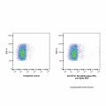 Rat IgG2b-kappa (PE), anti-Spike RBD
