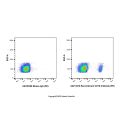 Recombinant CD19 Antibody (PE) 