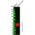 Haptoglobin Mouse mAb