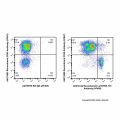 Recombinant Ly76/TER-119 Antibody (AF405)