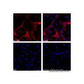 Goat Anti-Rabbit IgG H&L (AF660)