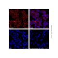 Goat Anti-Rabbit IgG H&L (AF680)