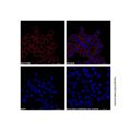 Goat Anti-Human IgG (AF660)