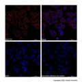 Goat Anti-Mouse IgG H&L (AF660)