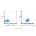 CD48 Armenian hamster mAb (AF594)