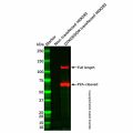 Recombinant DYKDDDDK tag (Binds to Flag tag) Antibody (HRP)