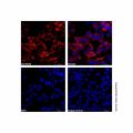 Recombinant DYKDDDDK tag (Binds to Flag tag) Antibody (Biotin)