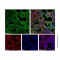 Recombinant DYKDDDDK tag (Binds to Flag tag) Antibody (FITC)