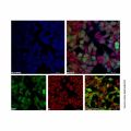 Recombinant DYKDDDDK tag (Binds to Flag tag) Antibody (AF405)