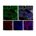 Recombinant DYKDDDDK tag (Binds to Flag tag) Antibody (AF488)