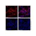 Recombinant DYKDDDDK tag (Binds to Flag tag) Antibody (AF555)