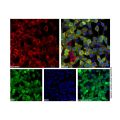 Recombinant DYKDDDDK tag (Binds to Flag tag) Antibody (AF647)