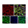 Recombinant DYKDDDDK tag (Binds to Flag tag) Antibody (AF700)