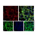Recombinant DYKDDDDK tag (Binds to Flag tag) Antibody (AF750)