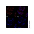 Goat Anti-Mouse IgG H&L (Cy3) (Ready to use)