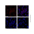 Goat Anti-Rabbit IgG H&L (Cy3) (Ready to use)