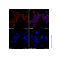Hsp60 Mouse mAb (AF700)
