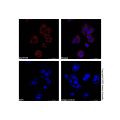 Hsp60 Mouse mAb (AF750)