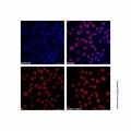 PCNA Mouse mAb (AF405)