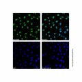 PCNA Mouse mAb (AF488)