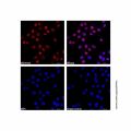 PCNA Mouse mAb (AF555)