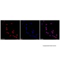 PCNA Mouse mAb (AF594)