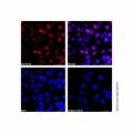 PCNA Mouse mAb (AF647)