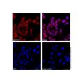 PCNA Mouse mAb (AF750)