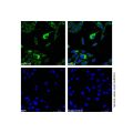 Cyclophilin B Mouse mAb (AF488)