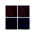 alpha Tubulin Mouse mAb (Biotin)
