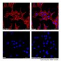 beta Actin Mouse mAb (AF555)