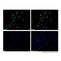 Lamin A/C Mouse mAb (FITC)