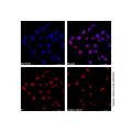 Lamin A/C Mouse mAb (AF405)