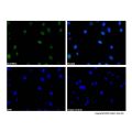 Lamin A/C Mouse mAb (AF488)