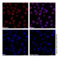 Lamin A/C Mouse mAb (AF555)