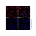 Lamin A/C Mouse mAb (AF647)